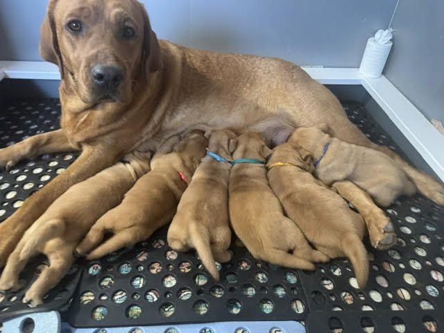 Svc1 pet breeding Secondary r1