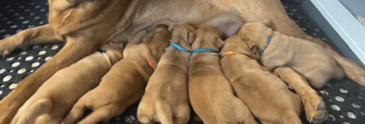 Burkey's Fox Red Labradors & Maine Coons