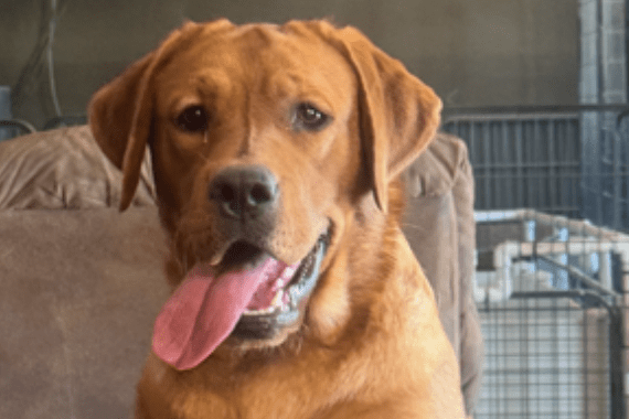 Burkey's Fox Red Labradors & Maine Coons
