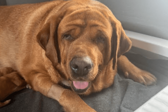 Burkey's Fox Red Labradors & Maine Coons