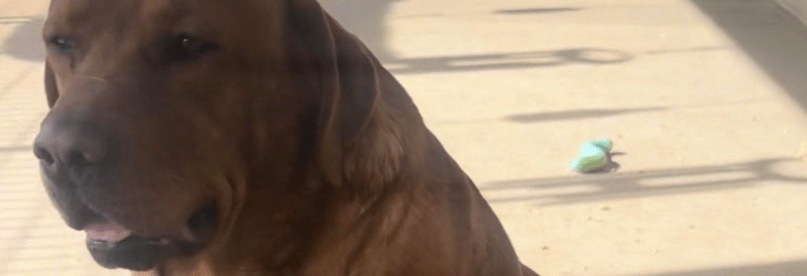 Burkey's Fox Red Labradors & Maine Coons