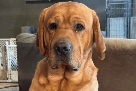 Burkey's Fox Red Labradors & Maine Coons