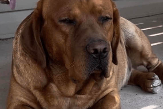 Burkey's Fox Red Labradors & Maine Coons