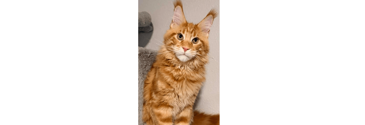 Burkey's Fox Red Labradors & Maine Coons