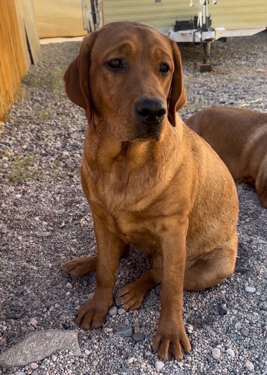 Gabriel