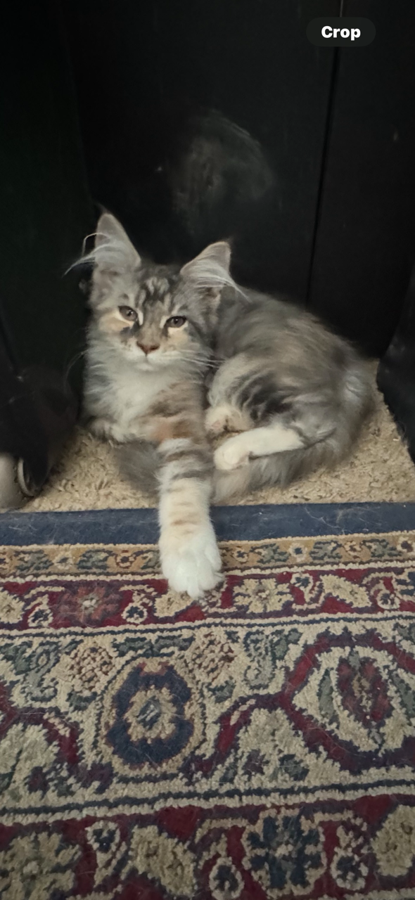 Patches