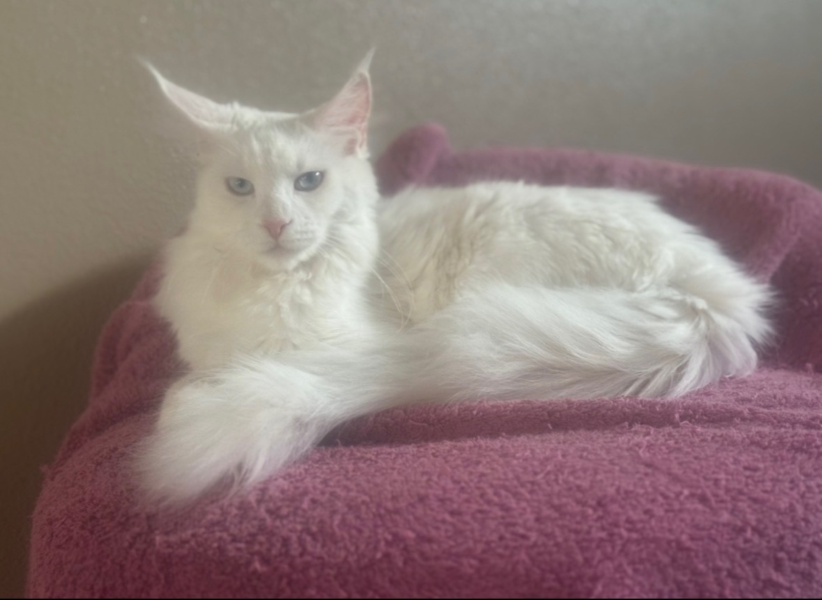 Snowball